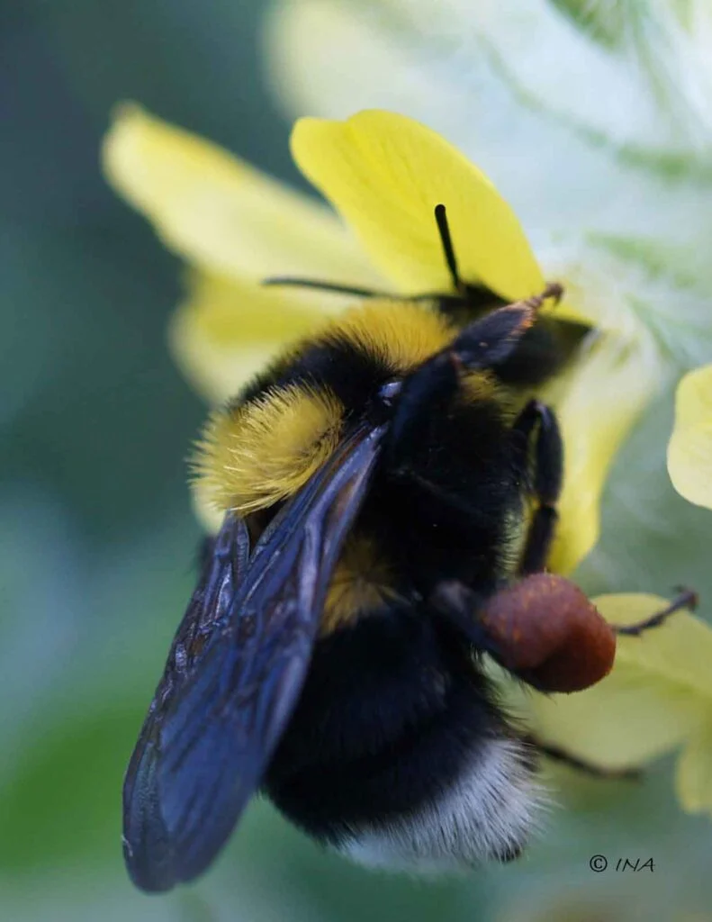bombus