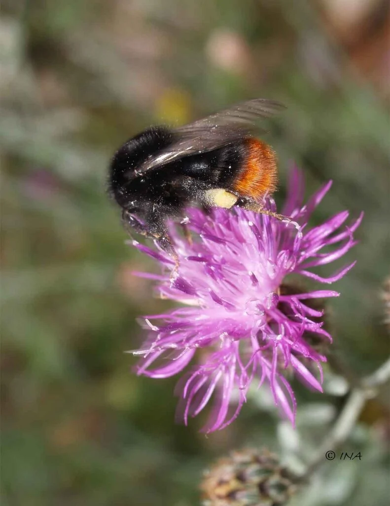 bombus2