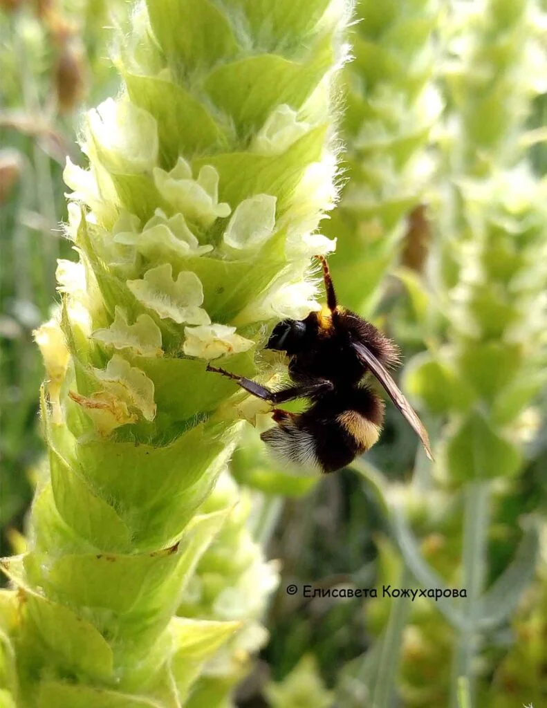 bombus3