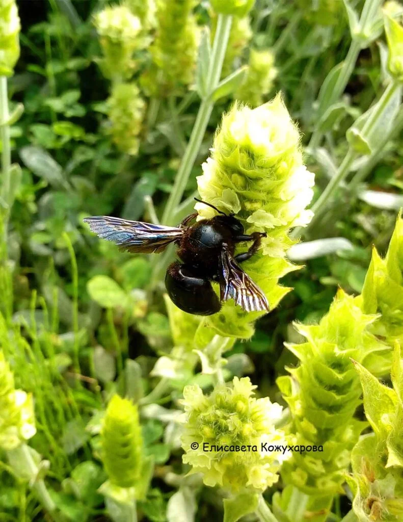 bombus4
